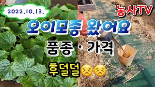 2022년 10월 13일 오이재배, 오이 품종 바꾼 이유,  전년  오이 모종 가격  비교 [농사TV]