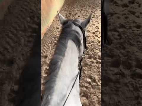 Co naprawdę myśli koń? 🫢