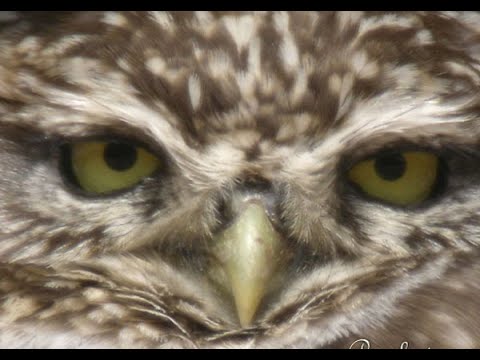 MOCHUELO COMÚN | LITTLE OWL | Athene noctua