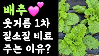 배추???? 웃거름 1차 질소질 비료(요소) 추천하는 이유?