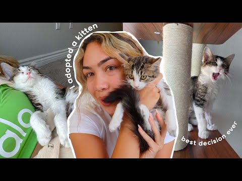 adopting a kitten (bc im lonely lol)
