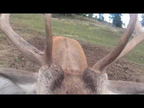 CRESCATORIA DE CERBI & MIRCEA PACURARU BY LAURENTIU COZMA