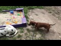 Teckel - DACHSHUND o TECKEL - ¡El PERRO SALCHICHA!