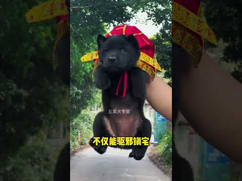 The love for these cute puppies grows day by day #dog #pet #cutedog #puppy #puppylove #cuteanimal