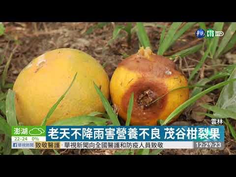 老天不降雨 雲林.台中茂谷柑裂果