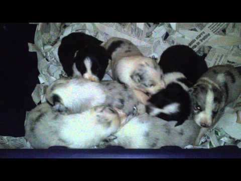 Cachorros de border collie