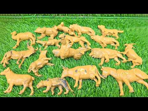 The Great Nature Journey: With Safari and Mountain Creatures Together