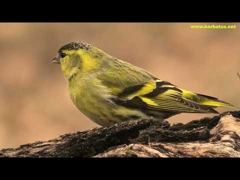JILGUERO LUGANO | SISKIN | Spinus spinus