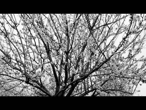 Lera Lynn - True Detective (Curly Tonic & Franz S. Bootleg) The Only Thing Worth Fighting For