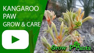Kangaroo paw plant  - grow & care (Anigozanthos)
