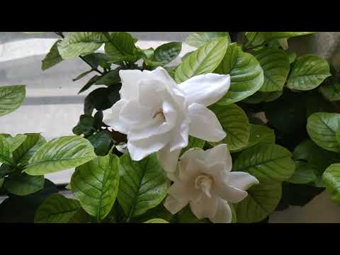 download lagu mp3 mp4 Gardenia Flowers Not Opening, download lagu Gardenia Flowers Not Opening gratis, unduh video klip Gardenia Flowers Not Opening