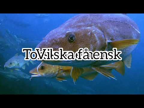 NORSK TORSK. orginal video. lyrics