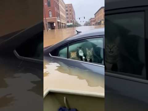 The day was very hard for me to save them 🌊😢 #birdtrend #animalrescue #dog #cat #humanity #trend