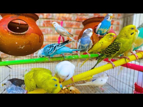 2 Hours of Budgie Best Friends - Mango and Chutney - Singing and Talking Sounds