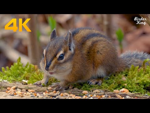 Cat and Dog TV: The ultimate cute chipmunks and squirrels eating(4K)