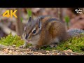 Cat and Dog TV: The ultimate cute chipmunks and squirrels eating(4K)
