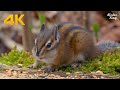 Cat And Dog TV The Ultimate Cute Chipmunks And Squirrels Eating 4K
