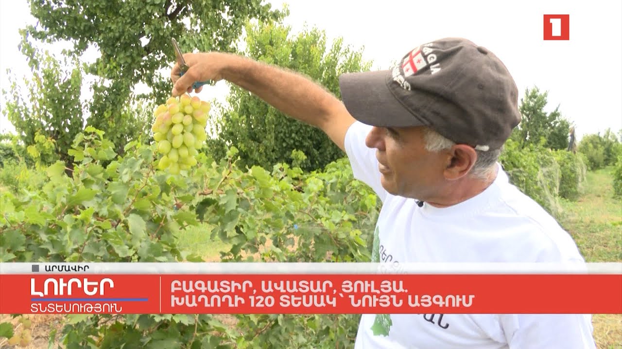 Բագատիր, Ավատար, Յուլյա․ խաղողի 120 տեսակ՝ նույն այգում