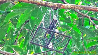 Download lagu Denak Pemikat Memikat Burung Daun Sayap Biru 22.01.2022 4K UHD 60fps mp3