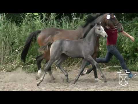IZ114 Stutfohlen von Livello - Contendro I - Landjunker II