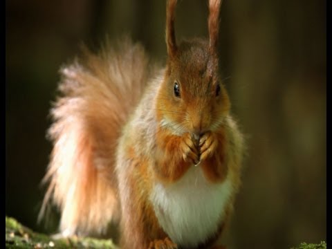 Red Squirrels | The Secret Life of the Shannon | RTÉ Goes Wild