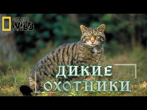 Дикие охотники - Кошки. #Документальный фильм. National Geographic 16+