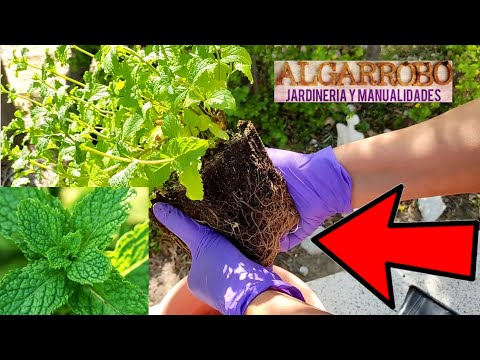Plantar hierbabuena: cuidados y consejos