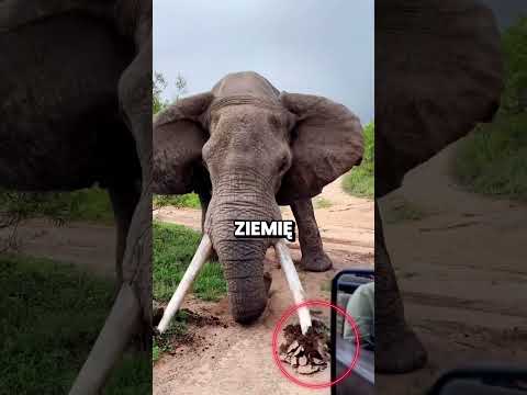 Jeśli słoń robi TO, natychmiast się wycofaj 🐘