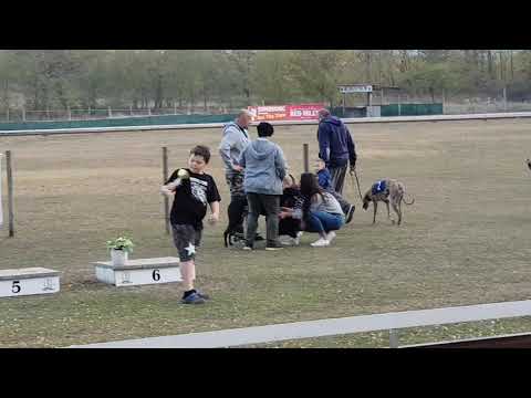 Isaszeg agárverseny 2018. 10. 20. Big Blood Ticket