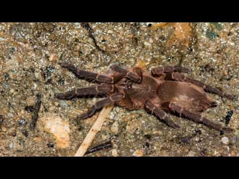 Phlogiellus obscurus from Sabah / Borneo in nature