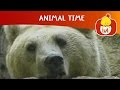 Animal Time Cartoon For Children Luli TV