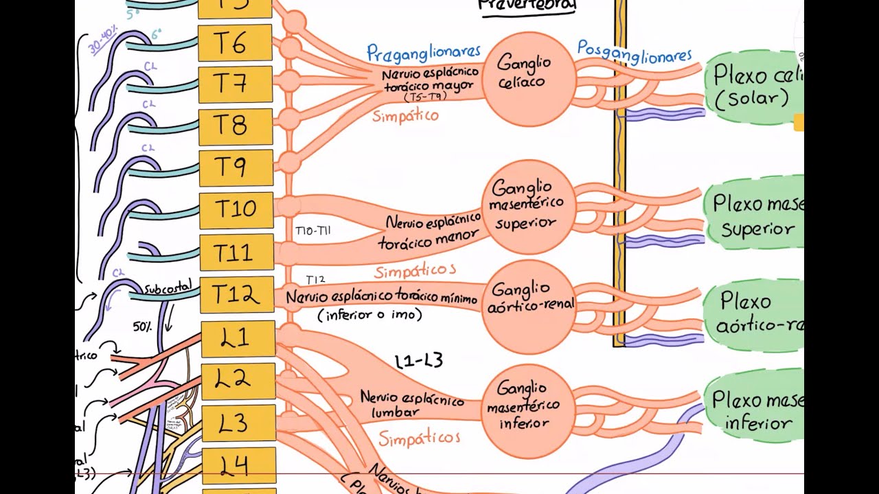 Anatomía: Integración de tronco (tórax, abdomen, pelvis: nervios, arterias y venas).