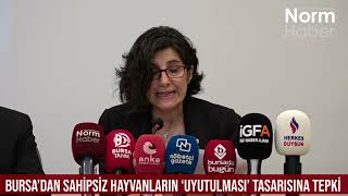 Bursa'dan Sahipsiz Hayvanların 'Uyutulması' Tasarısına Tepki
