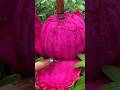 Enjoy Beautiful Love Dragon Fruit