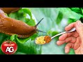 How to get rid of slugs and snails! 100% effective and good for plants