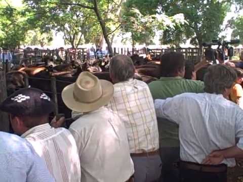 apertura de remate novillos 14/11/11