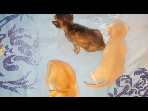 kittens meowing - Cats and kittens meowing