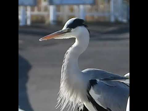 庭の鳥に餌をあげるためのアイデアとアドバイス
