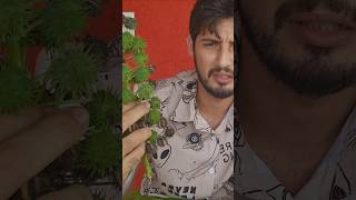 A mamona possui uma substância altamente venenosa