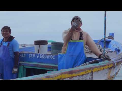 🌊🐚 LA PAMPA: SEMILLA DE CONCHA DE ABANICO Y LA ACTIVIDAD PESQUERA EN PARACHIQUE