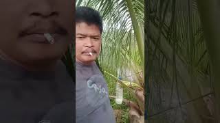 Download lagu Maragat Tuak Kelapa #anakrantau mp3