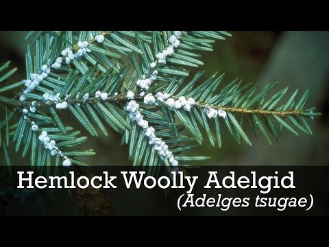 Hemlock Woolly Adelgid ID
