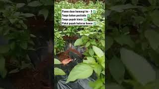 Download lagu petani kemangi #kemangi #petanimandiri #petani #petanimuda #petaniindonesia #daunkemangi #vlog mp3