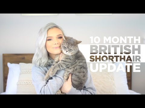 10 MONTH BRITISH SHORTHAIR CAT UPDATE + Reasons To Own One!