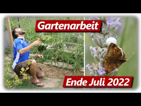 Gartenarbeit Juli 2022 | Trockenheit & Erntezeit im Gemüsegarten mit Hochbeeten