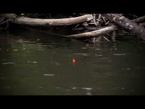 October Salmon BOBBER DOWNS + Crankbait Strikes - Michigan 2020