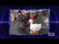 AFV Video Remix Season 24 Episode 5 CMT CA Airing