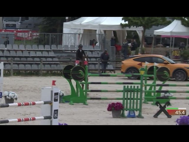 Hongre, selle Français, 9 ans 135 et +