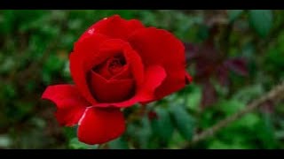 ARE YOU PASSIONATE ? (New Video)  - Neil Young