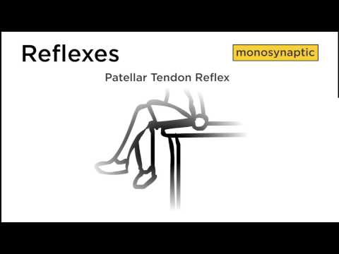 Monosynaptic Reflexes